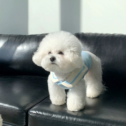 세련된 세라로 장식된 강아지용 기념일 원피스