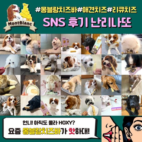 강아지의 치아 건강과 전반적인 웰빙을 위한 고급 펫분 간식