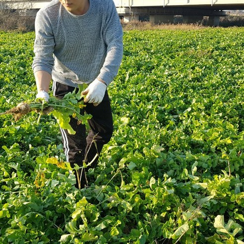 게걸무씨앗기름, 건강한 일상을 위한 지혜로운 선택