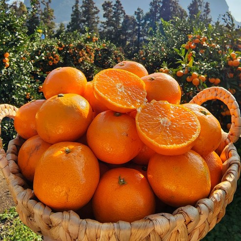초고당도 산지직송 제주 카라향 귤, 1개, 1kg