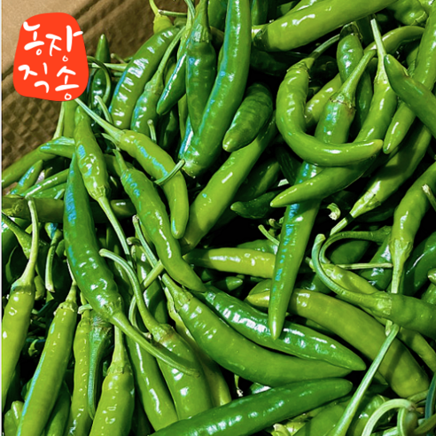 [100%국내산][무료배송] 농장직송 신선하고 맛있는 청양고추 매운 고추 땡초 5kg 10kg, 1개