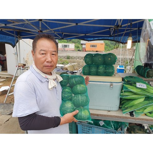 국내산 해남 미니 단호박 보우짱 미니 밤호박 2kg 5kg 10kg, 단호박10kg, 1개