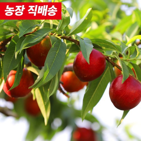 [산지 직송] 고당도 신비 천도 복숭아, 1개, 신선 천도 복숭아 특등급 15과~22과 2kg