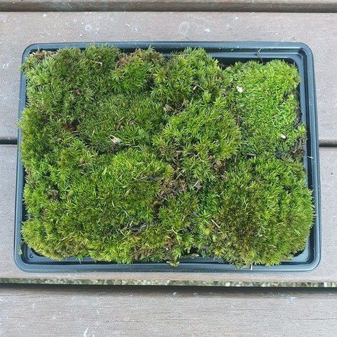 비단이끼(19x15cm)가는흰털이끼/테라리움 비바리움 팔루다리움 DIY재료, 1개
