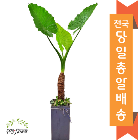 개업 축하 화분 특대형 전국 당일배송, 01. 해피트리, 1개