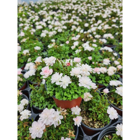 애기 겹 찔레, 향기로운 일상을 선물하는 작은 행복