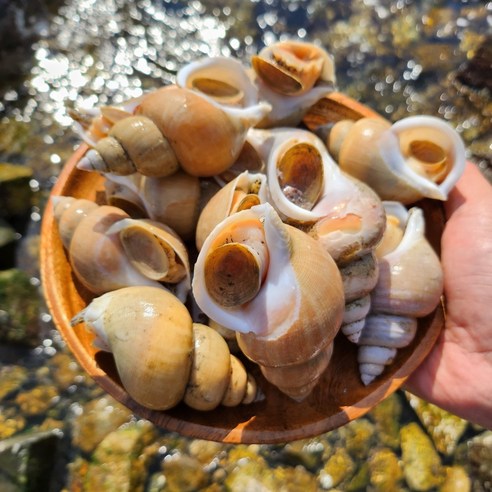 구룡포해녀가 직접잡은 자연산 백골뱅이 백고동 뿔소라, 1개, 생물 백골뱅이 1kg 중(20-30미 내외)
