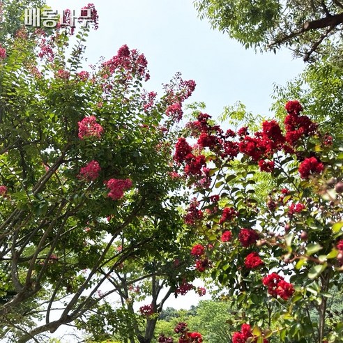 금강원예 배롱나무로 사계절 아름다운 정원을 완성하세요.