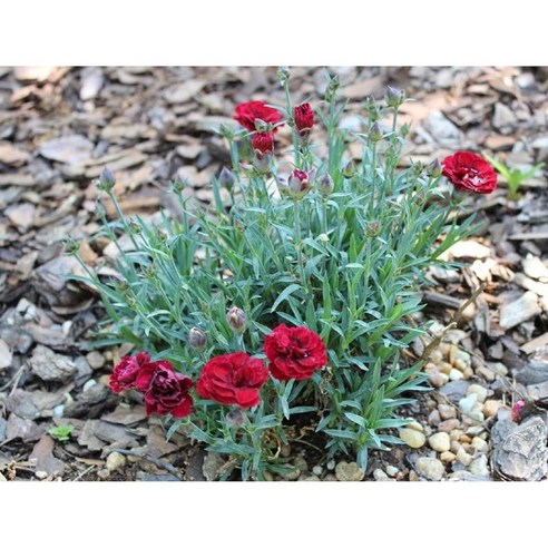 향기로운 아름다움과 내구성을 겸비한 향기카네이션: 정원을 밝히고 매력적인 정원을 만드는 최고의 선택