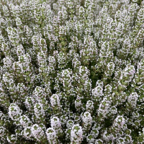 백리향 세트로 삭막한 베란다에 향긋한 생기를 불어넣으세요