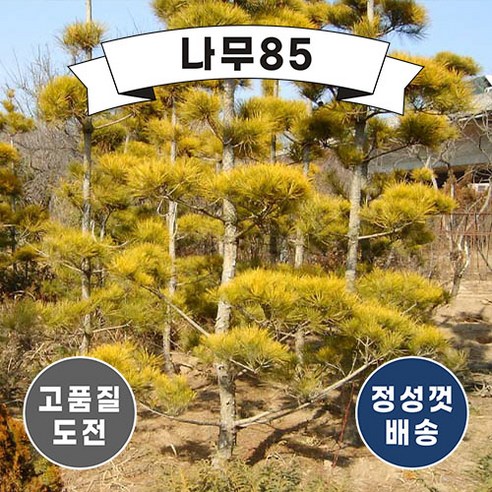 (나무85) 황금소나무 접목1년, 5개