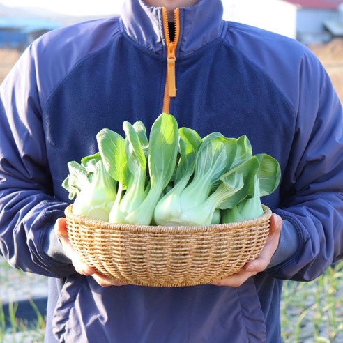 국내산 청경채 2kg 4kg 마라탕 샤브샤브 용 청경채 1kg [원산지:국산(경기도 용인시)], 1개, 1kg