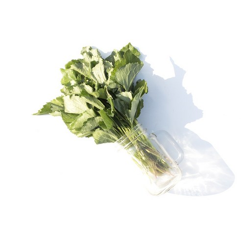 국내산 생 참취나물 신선한 봄나물, 1개, 1kg