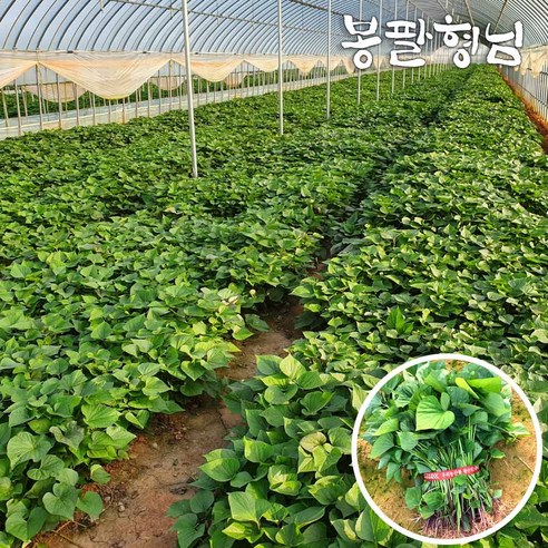 튼튼한 호풍미모종 고구마순으로 텃밭 가꾸기, 달콤한 성공!