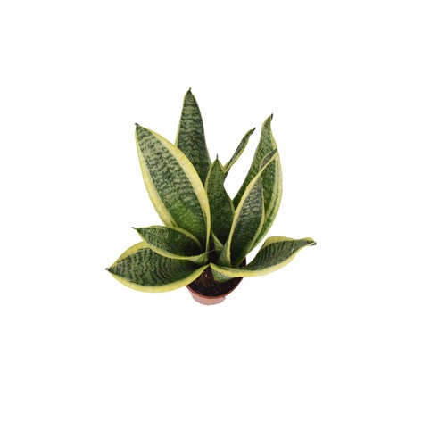 답답한 공간에 싱그러움을 더하는 산세베리아 슈퍼바