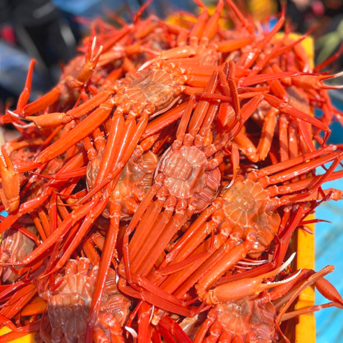 겨울 바다의 붉은 보석, 포항 구룡포 연지홍게 실속형으로 즐기다 연지홍게