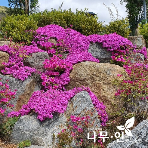 진분홍 꽃잔디: 정원에 화려한 색감을 더하는 매력적인 지피식물