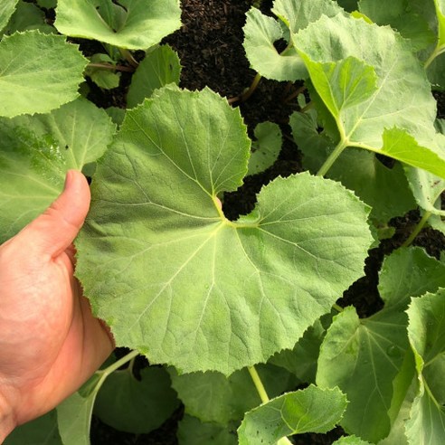 산지직송 신선한 머위나물, 건강과 맛의 조화