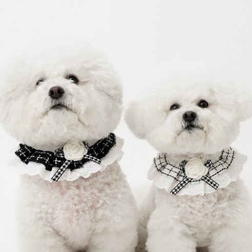 우리 강아지, 산책 후 털 말리는 전쟁 이제 끝! 바사바사 케이프로 뽀송하게! 강아지케이프