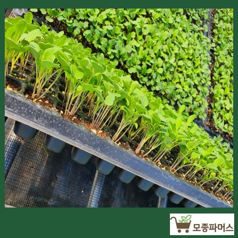 싱싱한 루꼴라, 이제 집에서 키워 풍성하게 즐기세요!