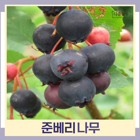 준베리나무 묘목 3치포트 3개