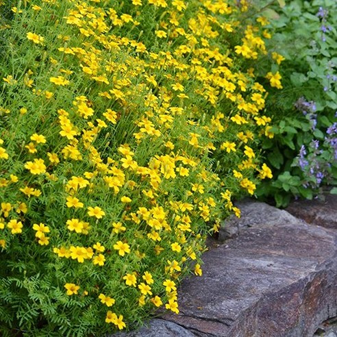 모야모의 식용메리골드 씨앗: 정원과 요리에 활력을 더하세요