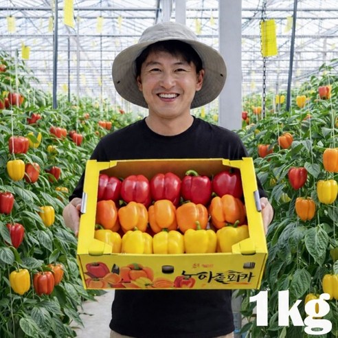 [산지직송] 신선하고 아삭한 맛! 고당도 프리미엄 파프리카, 1박스, 파프리카(색상랜덤) 1kg