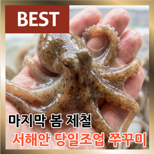 [고객만족1위] 마감임박 새벽조업 서해안 쭈꾸미