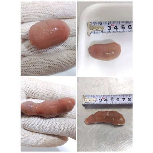 싱싱한 국내산 개불, 낚시의 즐거움을 더하다
