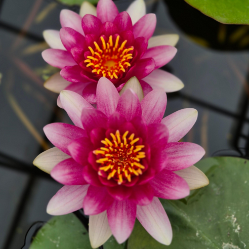 삭막한 일상에 싱그러운 행복을 더하다: 하얀분홍 온대수련 키우기