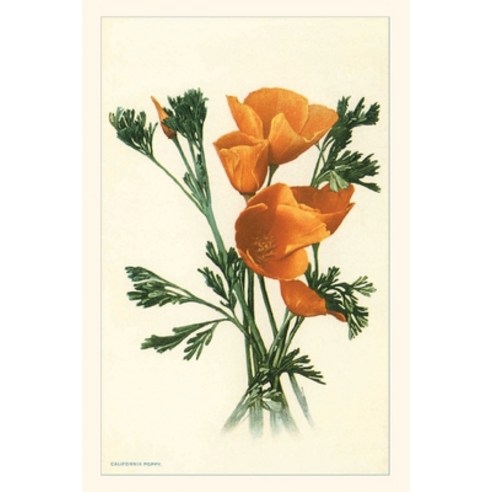 (영문도서) The Vintage Journal California Poppies Paperback, Found Image Press, English, 9781648116650