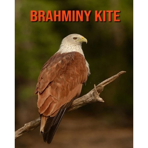 Brahminy kite: Incredible Pictures and Fun Facts about Brahminy kite Paperback, Independently Published, English, 9798694538763