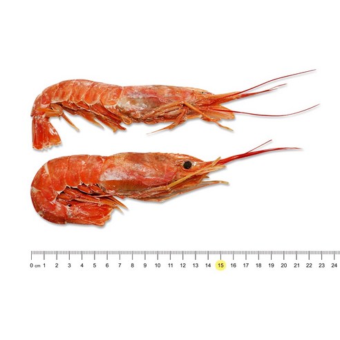 아르헨티나에서 직송되는 고품질 홍새우, 신선도와 영양가가 뛰어난 프리미엄 식재료
