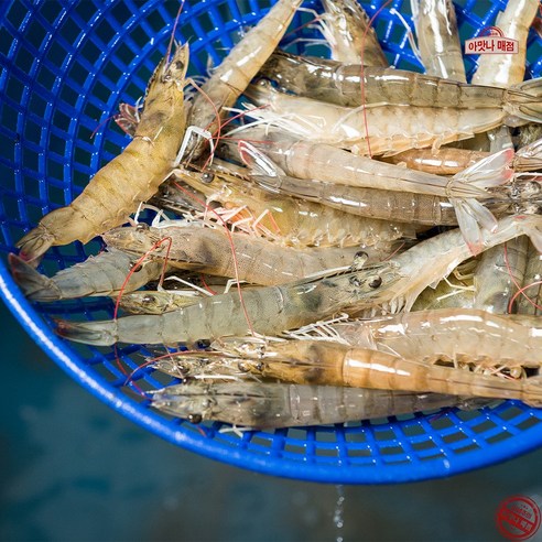 [아맛나] 신안 양식장 직송 흰다리새우 특품, 1개, 2kg(56~60미)