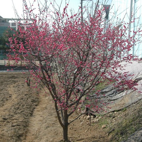 겨울 정원의 낭만, 붉은 매혹을 품은 홍매화 설중매