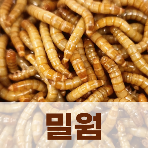 밀웜나라 살아있는 밀웜, 밀웜 2~3cm 200마리(대), 1팩