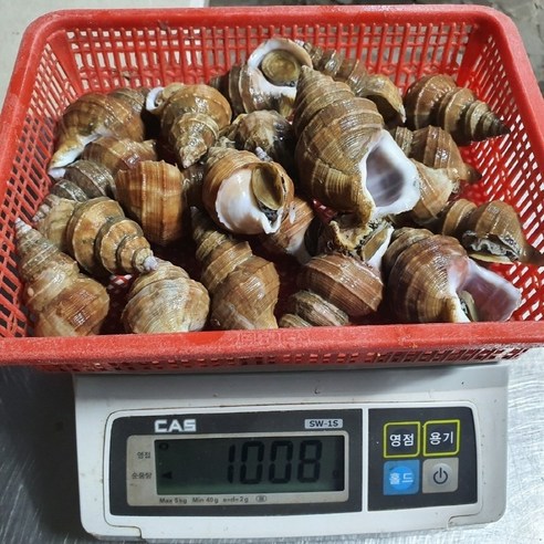 국내산 생물 살고동으로 싱싱함과 품질을 만끽하세요!