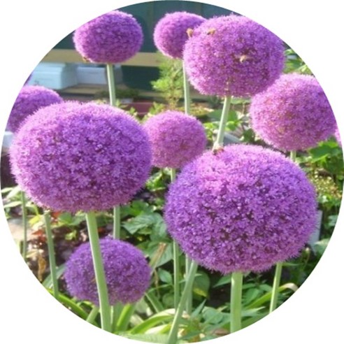 삭막한 일상에 마법을! 알리움 꽃화분으로 만드는 나만의 작은 정원 알리움