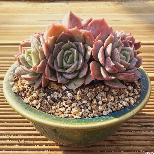 온슬로우 다육이 화분세트, 1개