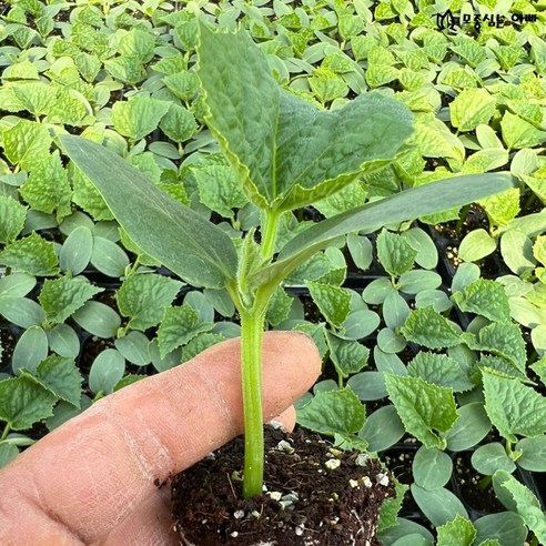 텃밭 초보도 오이 풍년! [모종심는아빠] 백다다기오이 모종으로 싱싱한 오이를 직접 키워보세요.