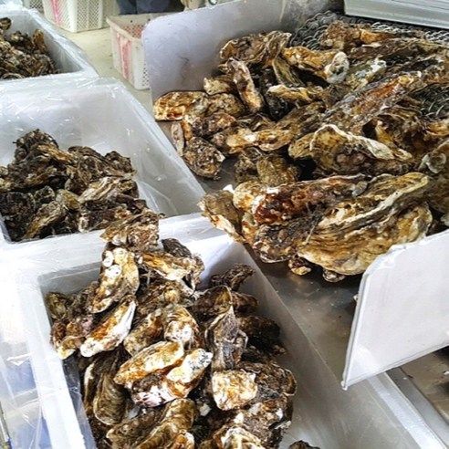 살아있는 석화로 굴의 진정한 맛을 경험하세요!