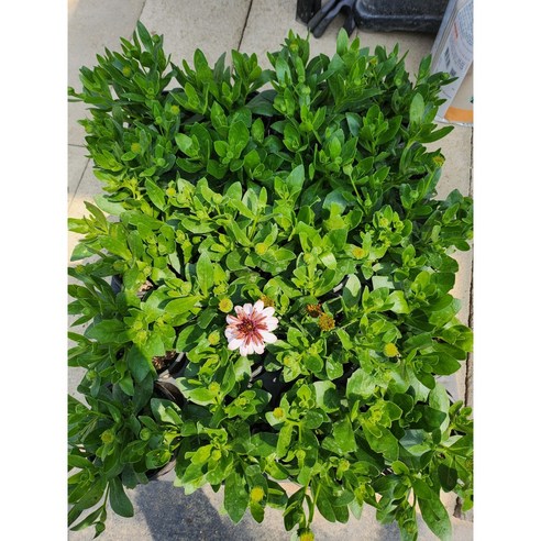 4,000원의 행복, 겹데모루로 시작하는 싱그러운 변화