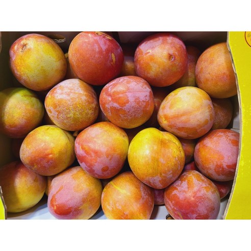 (무료배송) ★당일수확★ 자두의 왕 후무사 품종 1kg 상 (과당 60-80g 내외), 1개 후무사자두 12 고당도 후무사 추희 대석 자두 2kg 3kg (의성 김천), 1개, 후무사 중과 자두 3kg