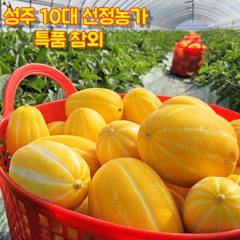 성주 참외 로얄과 특품 꿀 참외 제철 과일 가정용, 1박스, [가정용] 성주 참외 2kg 대과