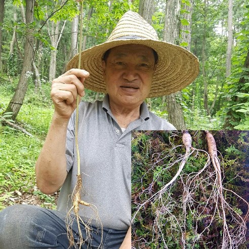 달뫼산장뇌삼 장뇌삼 8년근 모음 산양삼 자연산삼 자연산 산삼, 10개