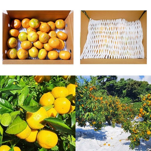 [삼시세끼연구소] 제주도 하우스 귤 감귤 밀감 1kg 2kg 3kg 5kg 고당도 2s 로얄과 꼬마 중과 가정용 조생 비가림, 1.하우스귤1kg, 로얄과(S - M), 1개