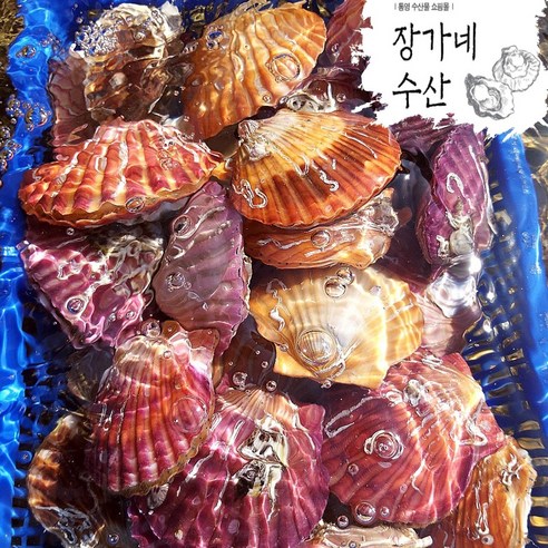 [장가네수산]생산자직판 통영 세척 홍가리비 1kg 관자 구이 캠핑(평일오후2시이전까지 당일발송), 1개, 홍가리비 1kg(35 미 내외)