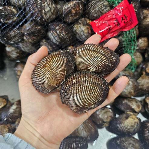 최고급 통영빛굴 남해안 대왕 피꼬막 3kg – 신선배송, 세척완료, 횟감용 고동무침 최고급 통영빛굴 남해안 대왕 피꼬막 3kg – 신선배송, 세척완료, 횟감용 고동무침