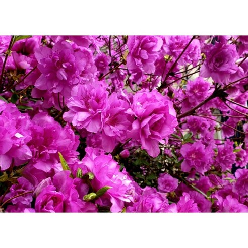 가든 속 숨은 보석, 겹철쭉