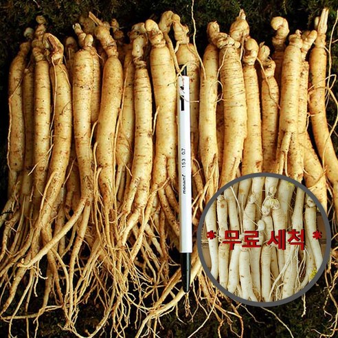 4~5년 세척인삼 수삼 400g, 원수삼 12~17뿌리 내외 1개 인삼뿌리